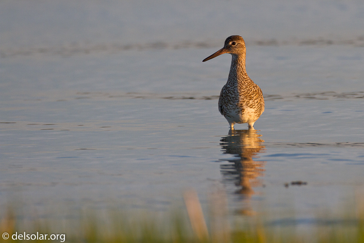 Canon EOS 7D  --  500 mm  --  EF500mm f/4L IS USM  