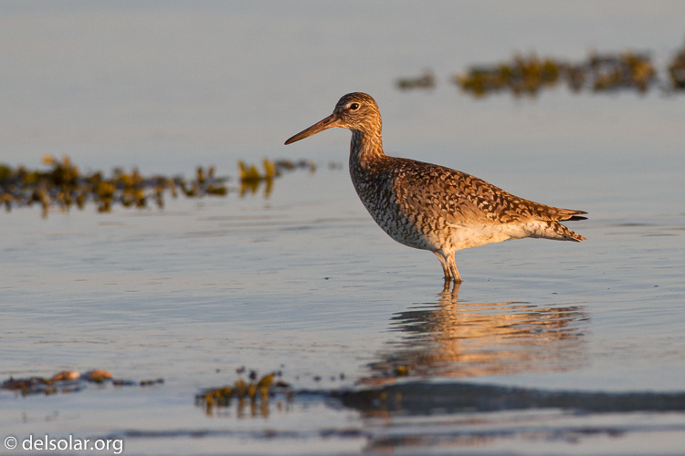 Canon EOS 7D  --  500 mm  --  EF500mm f/4L IS USM  