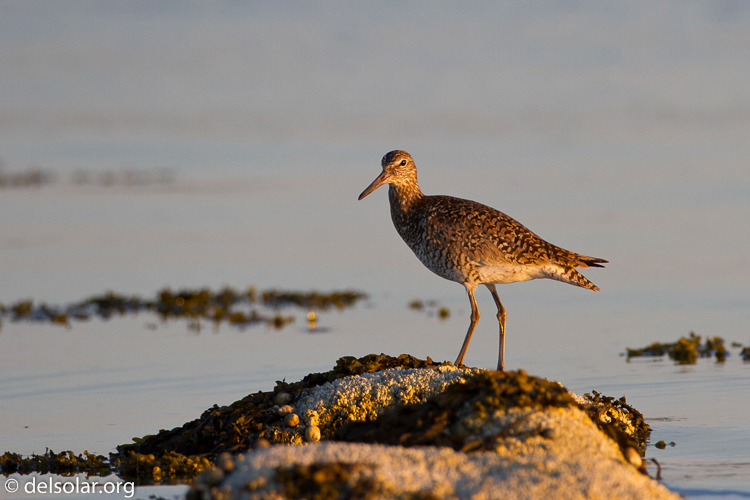 Canon EOS 7D  --  500 mm  --  EF500mm f/4L IS USM  