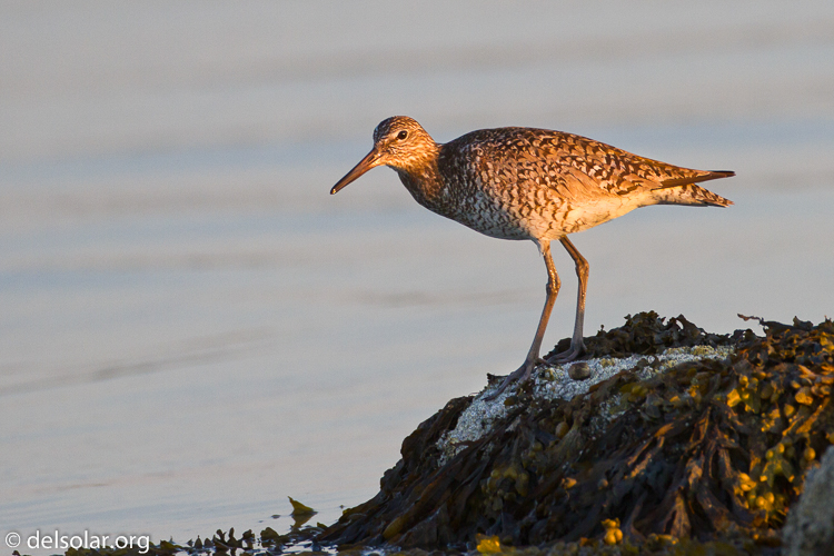 Canon EOS 7D  --  500 mm  --  EF500mm f/4L IS USM  