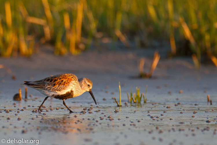 Canon EOS 7D  --  500 mm  --  EF500mm f/4L IS USM  