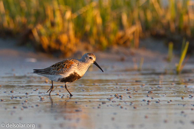 Canon EOS 7D  --  500 mm  --  EF500mm f/4L IS USM  