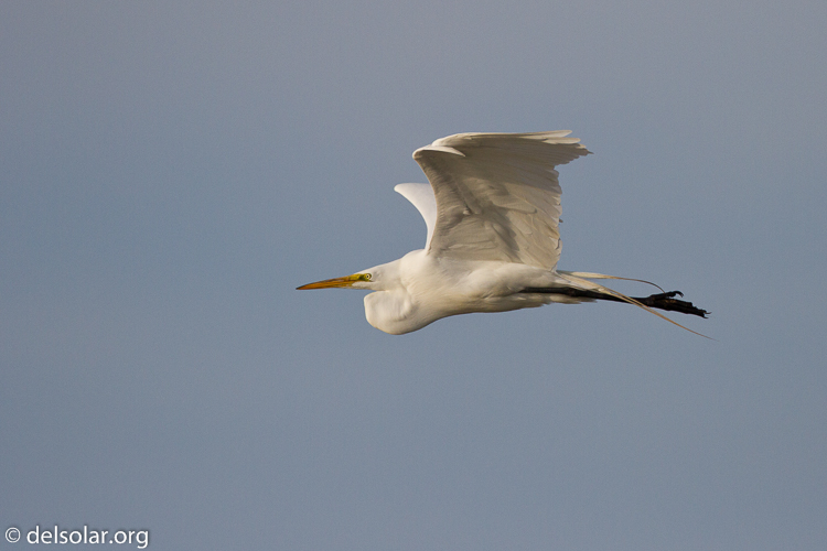 Canon EOS 7D  --  500 mm  --  EF500mm f/4L IS USM  