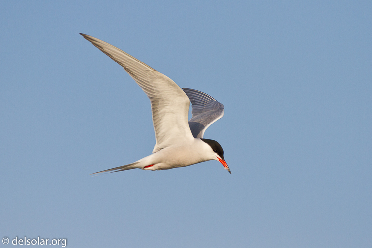 Canon EOS 7D  --  500 mm  --  EF500mm f/4L IS USM  