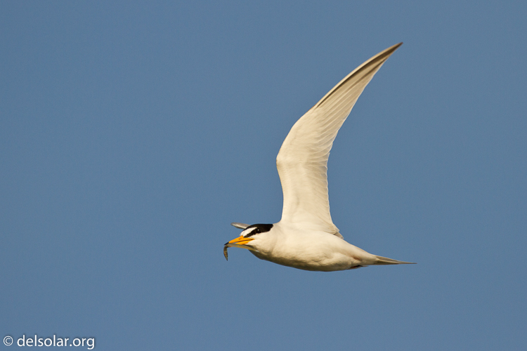 Canon EOS 7D  --  500 mm  --  EF500mm f/4L IS USM  