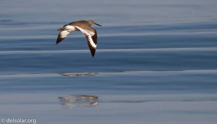 Canon EOS 7D  --  500 mm  --  EF500mm f/4L IS USM  