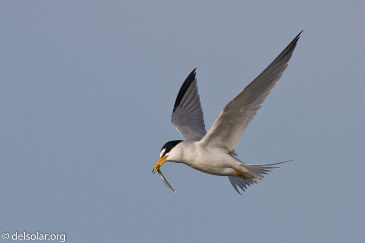 Canon EOS 7D  --  500 mm  --  EF500mm f/4L IS USM  