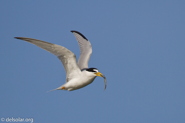 Canon EOS 7D  --  500 mm  --  EF500mm f/4L IS USM  