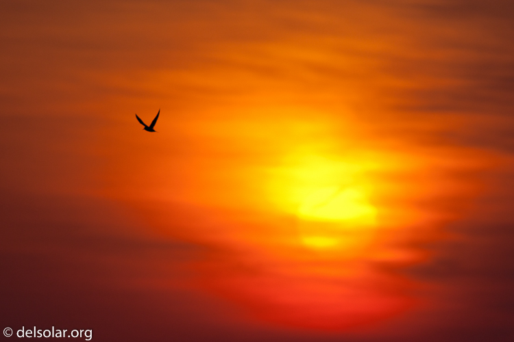 Canon EOS 5D Mark II  --  400 mm  --  EF400mm f/5.6L USM  