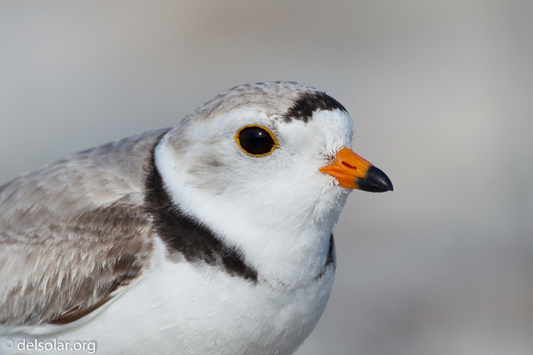 Canon EOS 5D Mark II  --  500 mm  --  EF500mm f/4L IS USM  