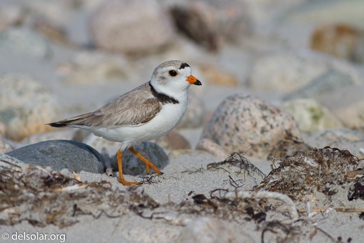 Canon EOS 7D  --  400 mm  --  EF400mm f/5.6L USM  