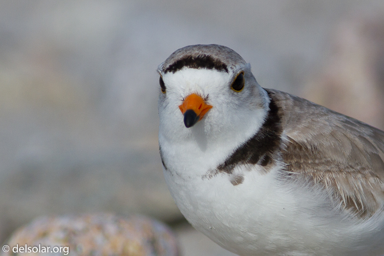 Canon EOS 7D  --  400 mm  --  EF400mm f/5.6L USM  