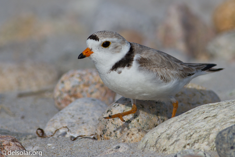 Canon EOS 7D  --  400 mm  --  EF400mm f/5.6L USM  