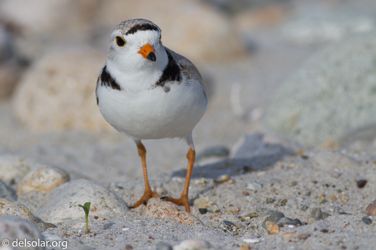 Canon EOS 7D  --  400 mm  --  EF400mm f/5.6L USM  