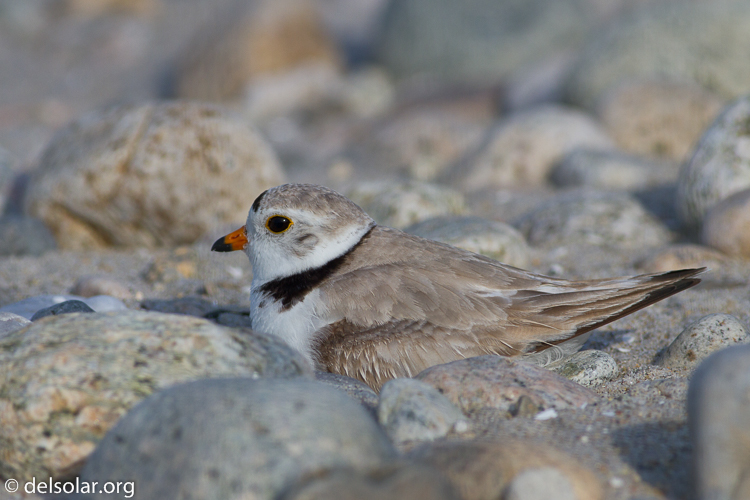 Canon EOS 7D  --  400 mm  --  EF400mm f/5.6L USM  