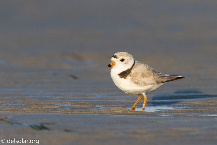 Canon EOS 7D  --  500 mm  --  EF500mm f/4L IS USM  