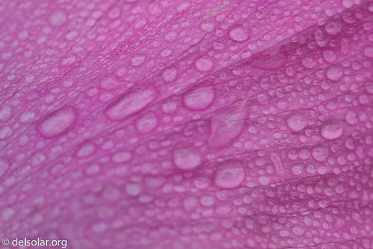 Canon EOS 5D Mark II  --  100 mm  --  EF100mm f/2.8 Macro USM  