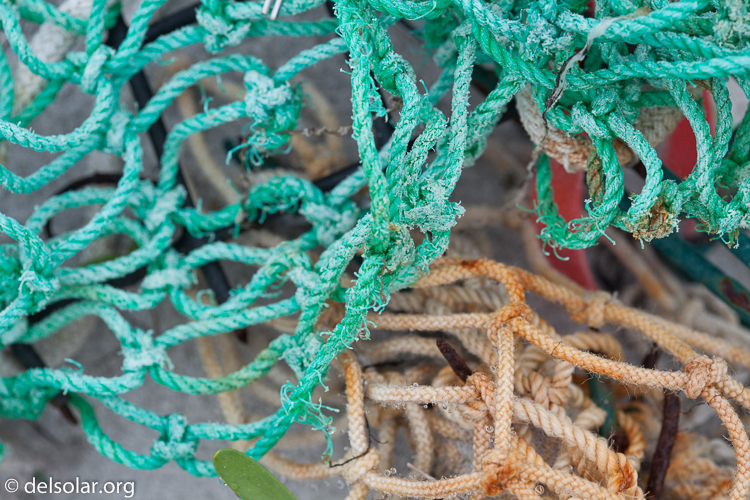 Canon EOS 5D Mark II  --  100 mm  --  EF100mm f/2.8 Macro USM  