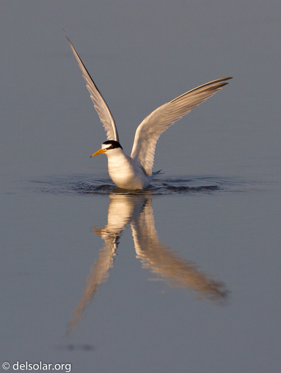 Canon EOS 7D  --  500 mm  --  EF500mm f/4L IS USM  