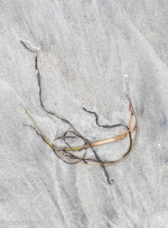 Canon EOS 5D Mark II  --  100 mm  --  EF100mm f/2.8 Macro USM  