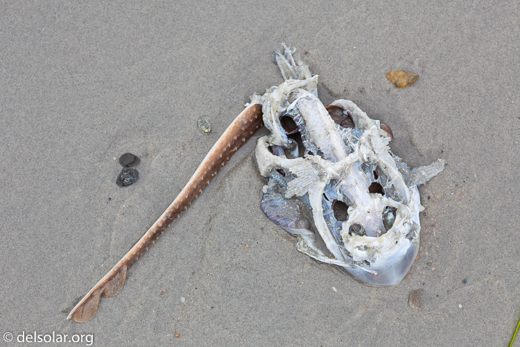 Canon EOS 5D Mark II  --  100 mm  --  EF100mm f/2.8 Macro USM  