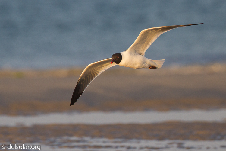 Canon EOS 7D  --  500 mm  --  EF500mm f/4L IS USM  