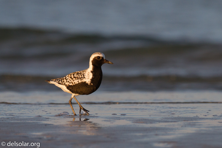 Canon EOS 7D  --  500 mm  --  EF500mm f/4L IS USM  