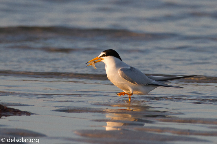 Canon EOS 7D  --  500 mm  --  EF500mm f/4L IS USM  