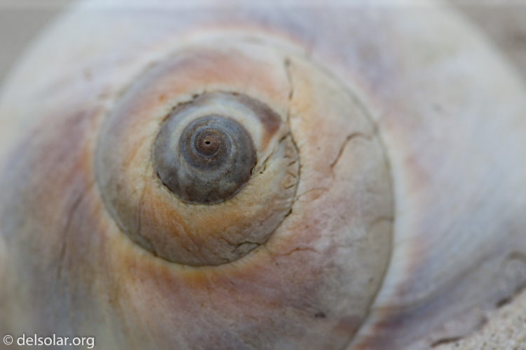 Canon EOS 5D Mark II  --  100 mm  --  EF100mm f/2.8 Macro USM  