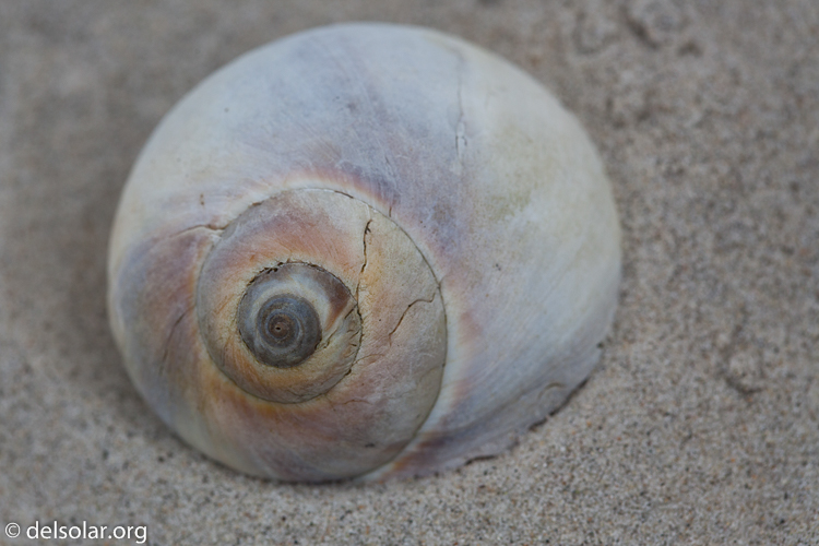 Canon EOS 5D Mark II  --  100 mm  --  EF100mm f/2.8 Macro USM  