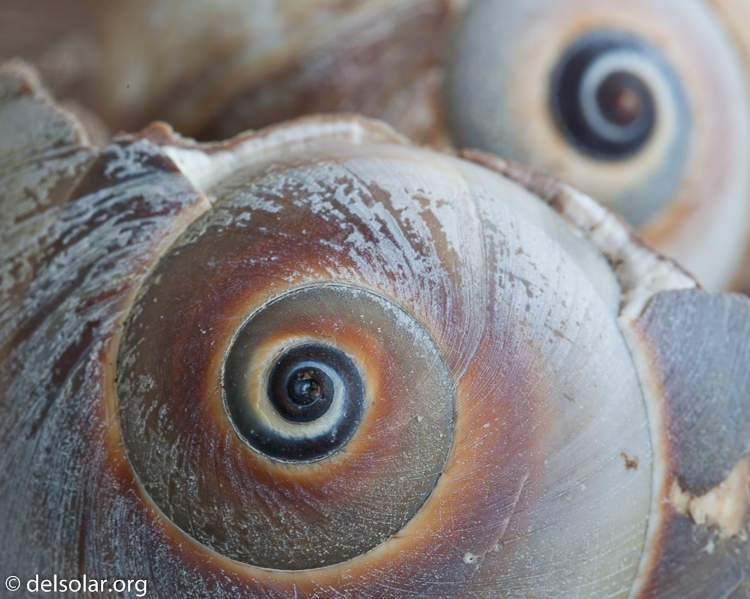 Canon EOS 5D Mark II  --  100 mm  --  EF100mm f/2.8 Macro USM  