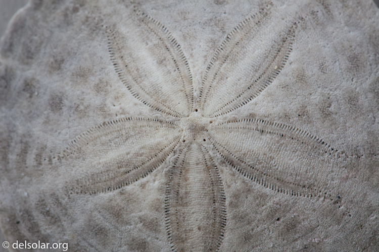 Canon EOS 5D Mark II  --  100 mm  --  EF100mm f/2.8 Macro USM  