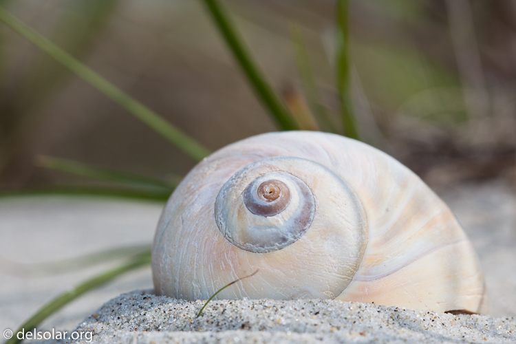 Canon EOS 5D Mark II  --  100 mm  --  EF100mm f/2.8 Macro USM  
