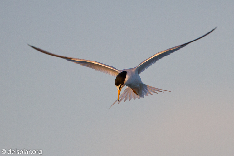 Canon EOS 7D  --  500 mm  --  EF500mm f/4L IS USM  