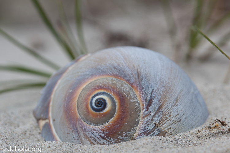 Canon EOS 5D Mark II  --  100 mm  --  EF100mm f/2.8 Macro USM  