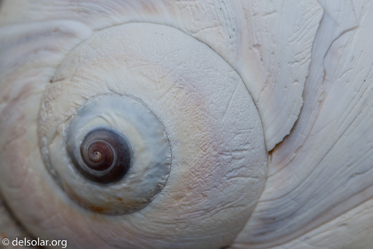 Canon EOS 5D Mark II  --  100 mm  --  EF100mm f/2.8 Macro USM  