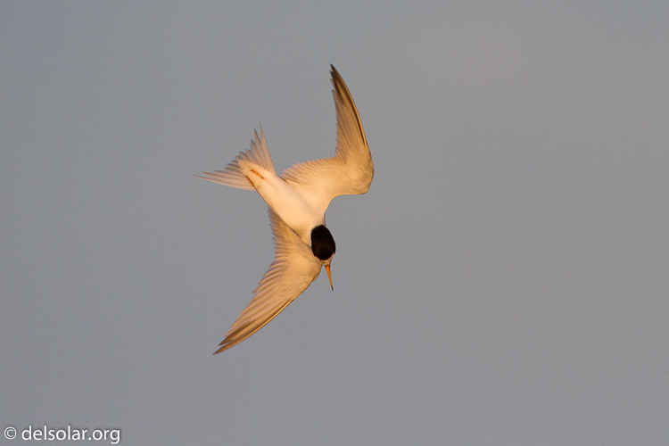 Canon EOS 7D  --  500 mm  --  EF500mm f/4L IS USM  