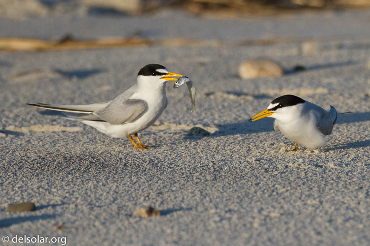 Canon EOS 7D  --  500 mm  --  EF500mm f/4L IS USM  