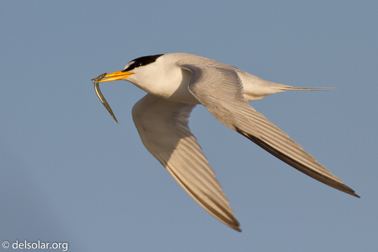 Canon EOS 7D  --  500 mm  --  EF500mm f/4L IS USM  