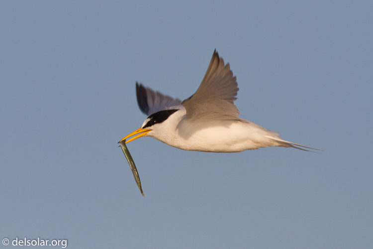 Canon EOS 7D  --  500 mm  --  EF500mm f/4L IS USM  