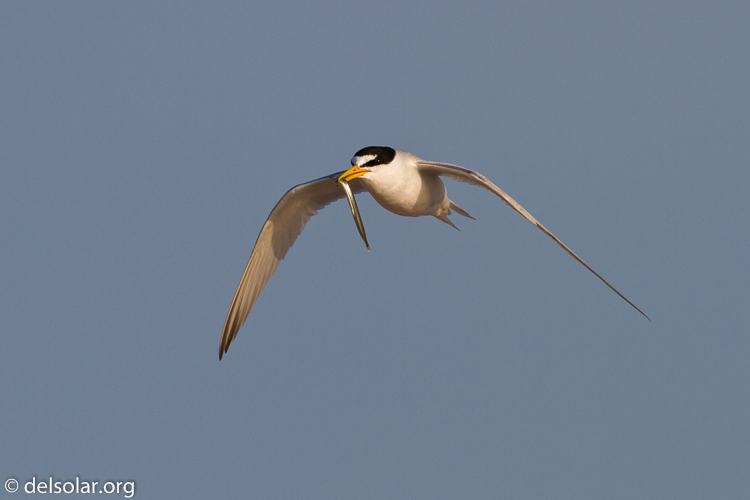 Canon EOS 7D  --  500 mm  --  EF500mm f/4L IS USM  