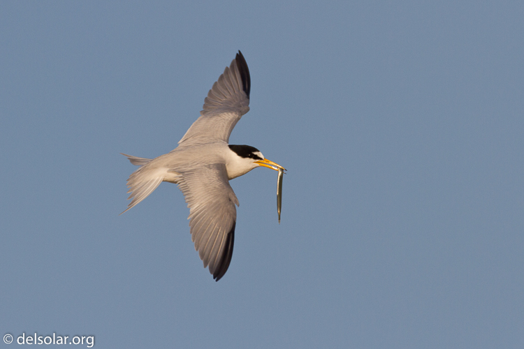 Canon EOS 7D  --  500 mm  --  EF500mm f/4L IS USM  