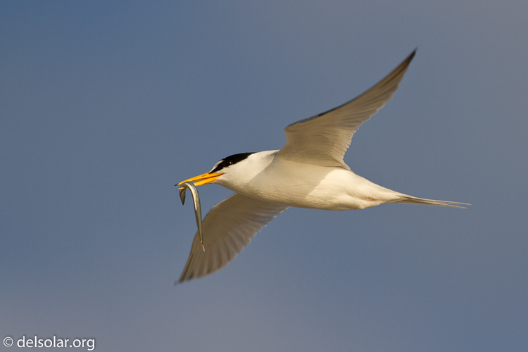 Canon EOS 7D  --  500 mm  --  EF500mm f/4L IS USM  