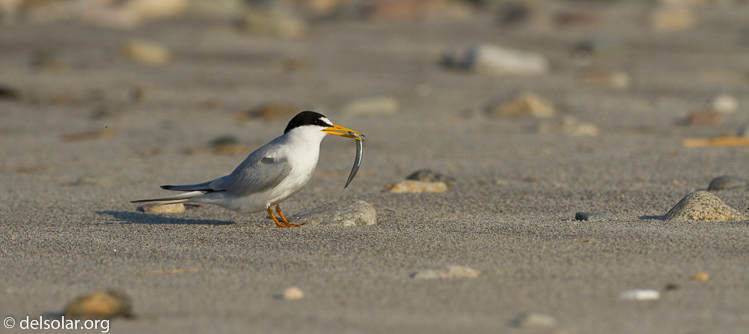 Canon EOS 7D  --  500 mm  --  EF500mm f/4L IS USM  