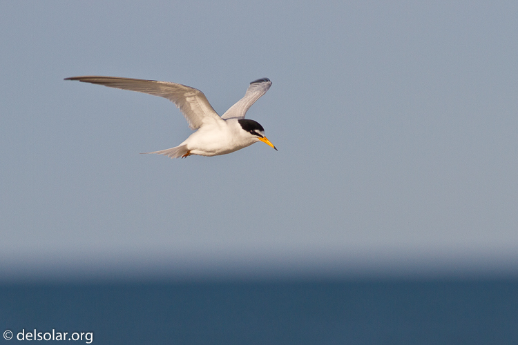 Canon EOS 7D  --  400 mm  --  EF400mm f/5.6L USM  