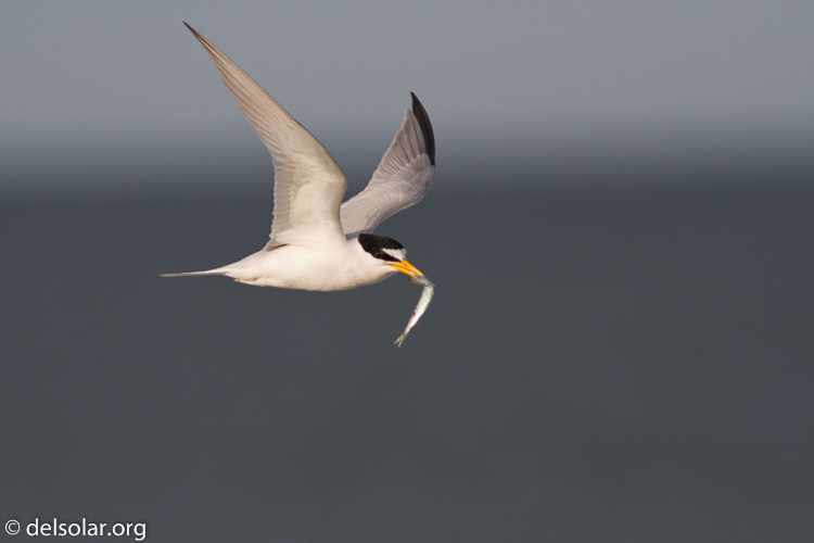 Canon EOS 7D  --  400 mm  --  EF400mm f/5.6L USM  