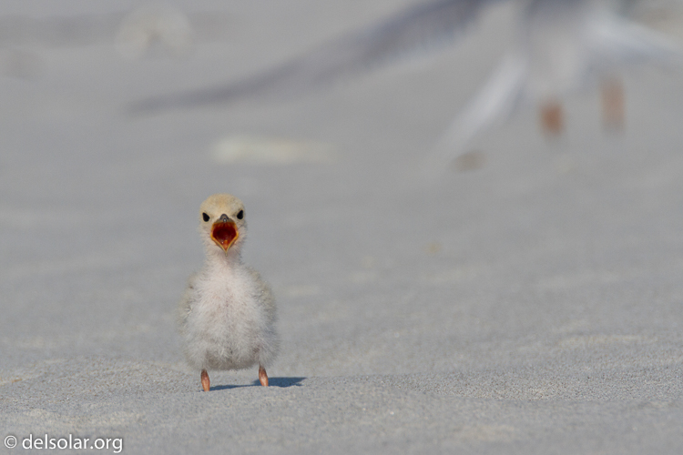 Canon EOS 7D  --  500 mm  --  EF500mm f/4L IS USM  