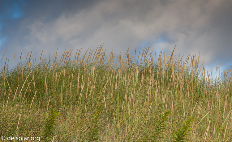 Canon EOS 5D Mark II  --  102 mm  --  EF24-105mm f/4L IS USM  