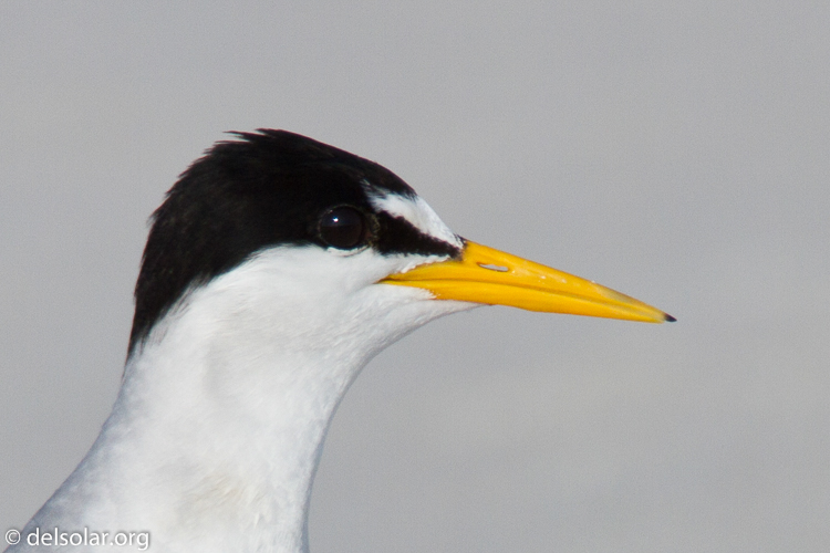 Canon EOS 7D  --  500 mm  --  EF500mm f/4L IS USM  