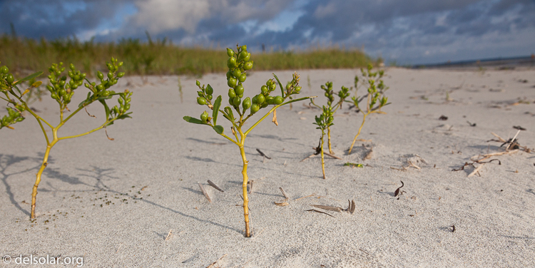 Canon EOS 5D Mark II  --  28 mm  --  EF24-105mm f/4L IS USM  